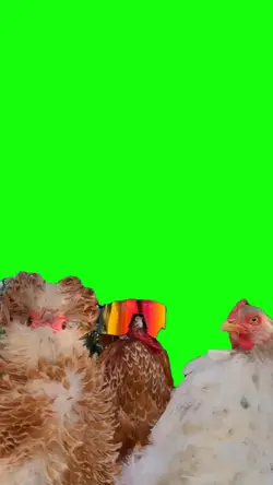 chicken viral 