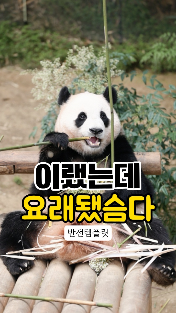 이랬는데요래됐슴다