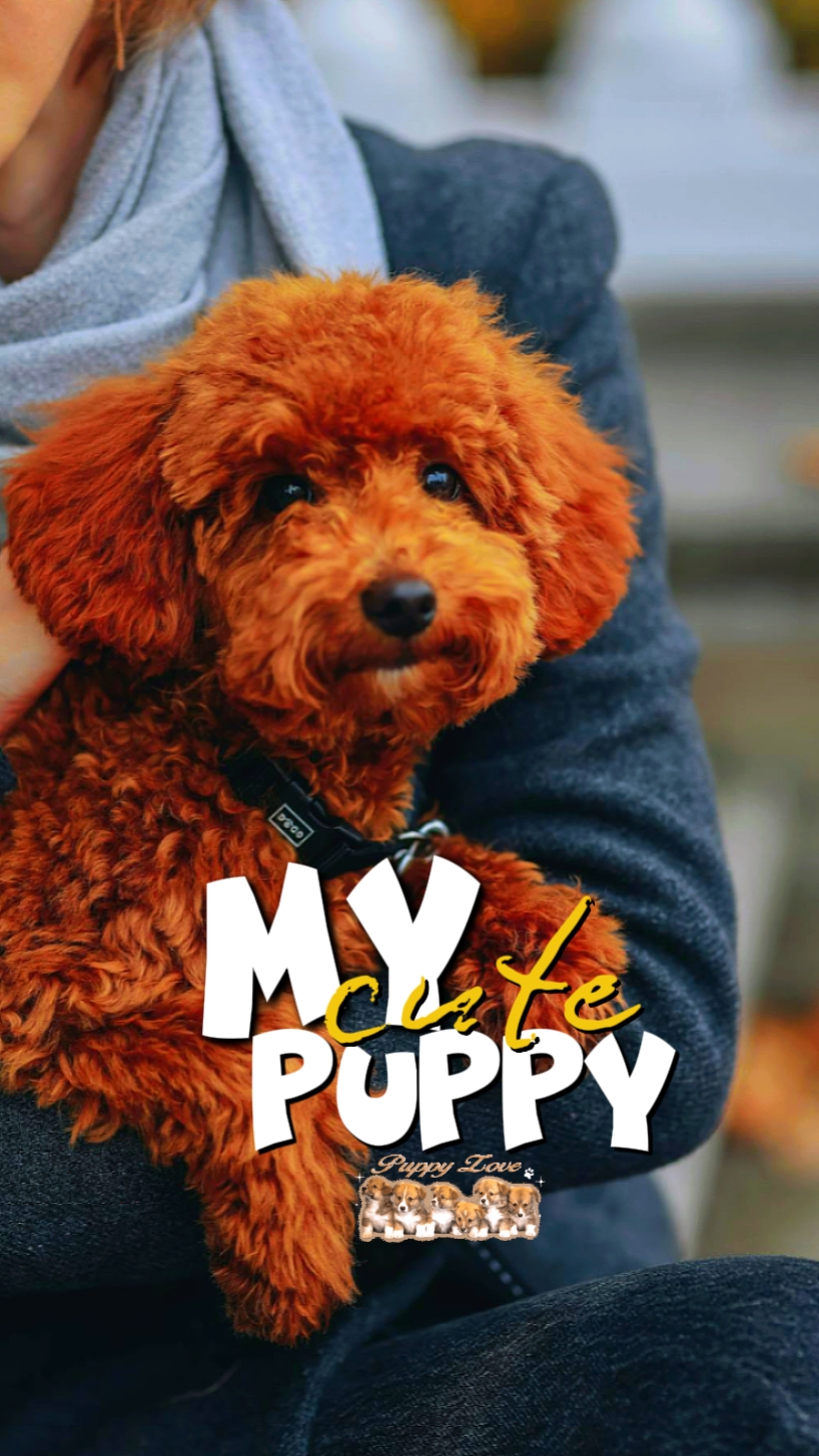 My Cute Puppy 