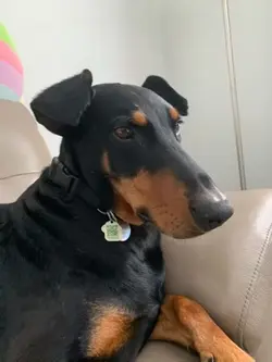 My dog