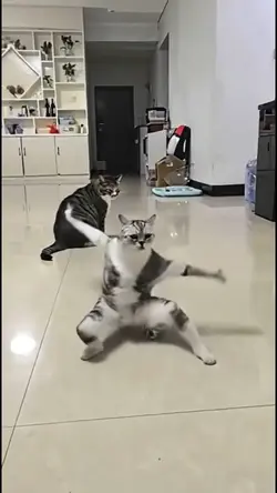 kucing jago silat 