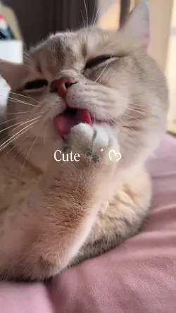 Cute Cat