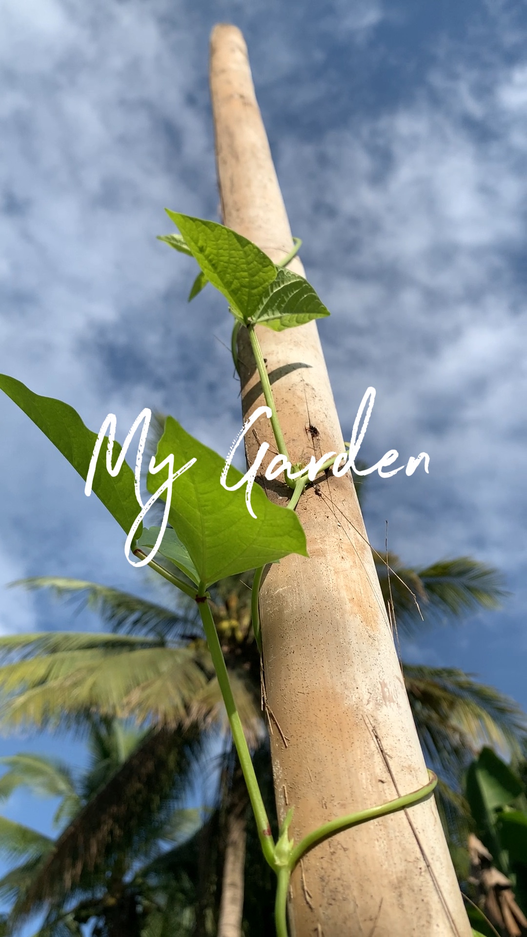 Mi Jardín Estetik