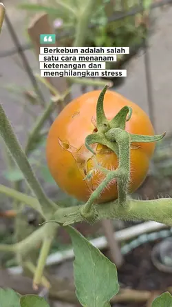 Berkebun adalah