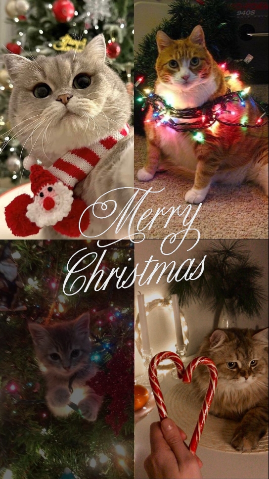 christmas and my cat