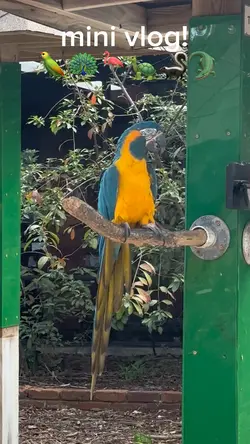 mini vlog! 