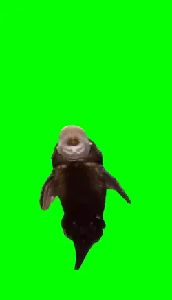 Singing Arnold fish