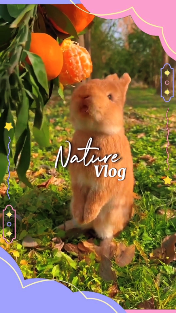 23. Vlog da natureza