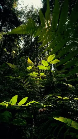 nature vibes