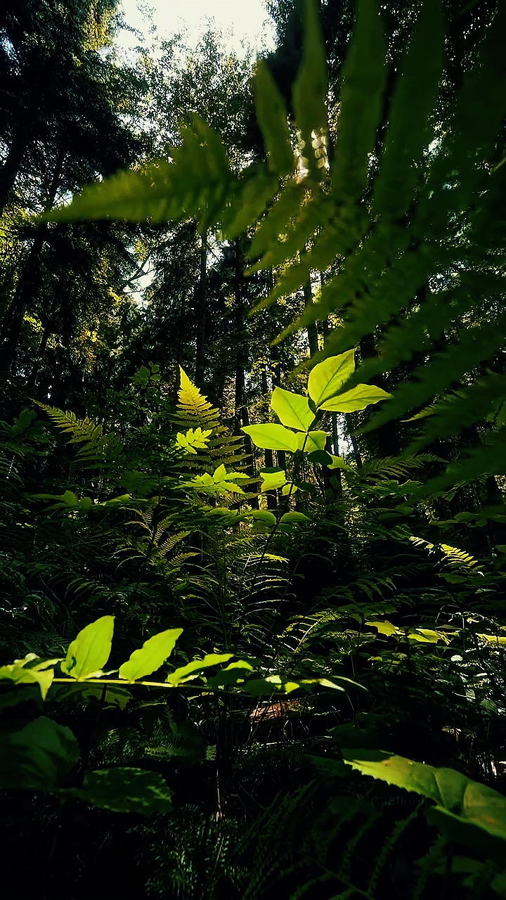 Vibrações da natureza