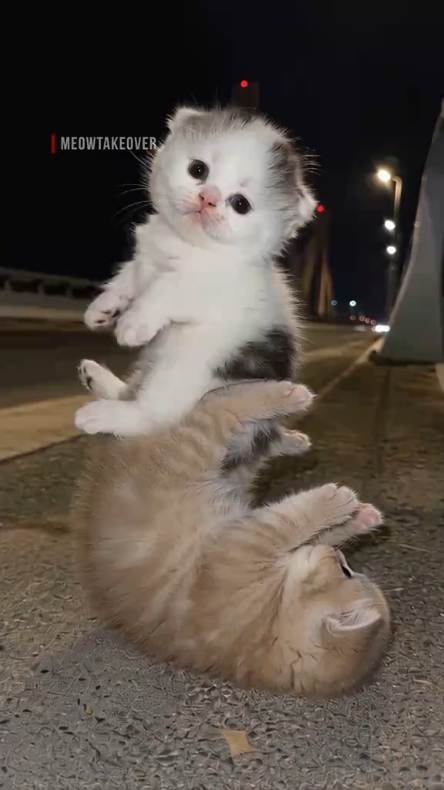 sevimli kedi