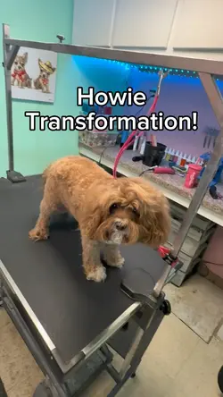 Dog Grooming Snap