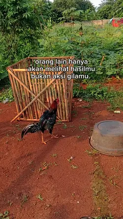 story ayam 