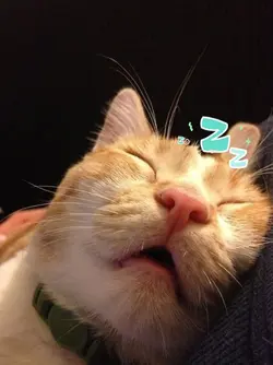 cat sleep