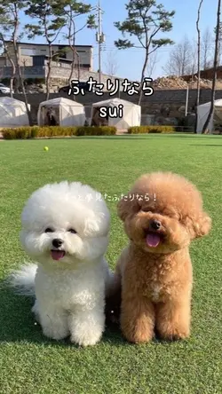 ふたりなら／sui