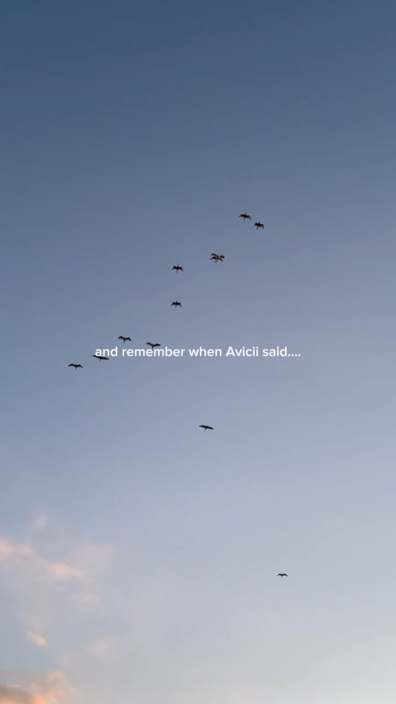 Avicii dijo... 
