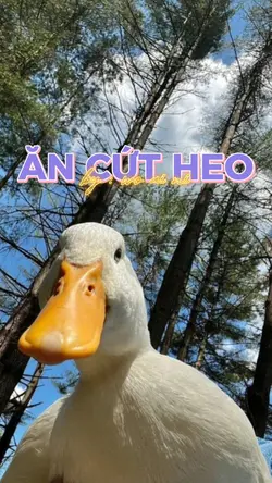 ăn cứt heo không em?