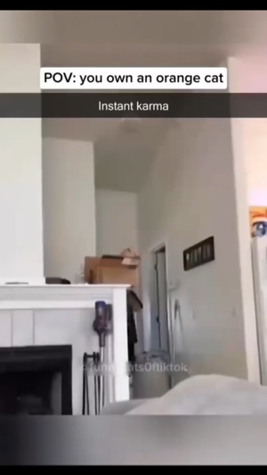 Orange cat activity🫣
