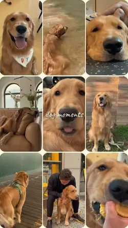 Dog moments