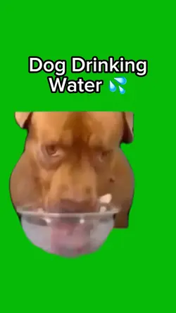 Dog Drinking