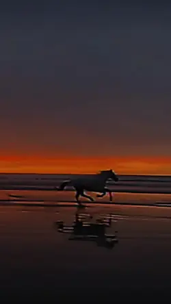 Horse sunset slowmo!
