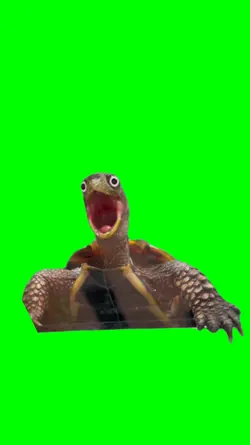 Shocked tortoise