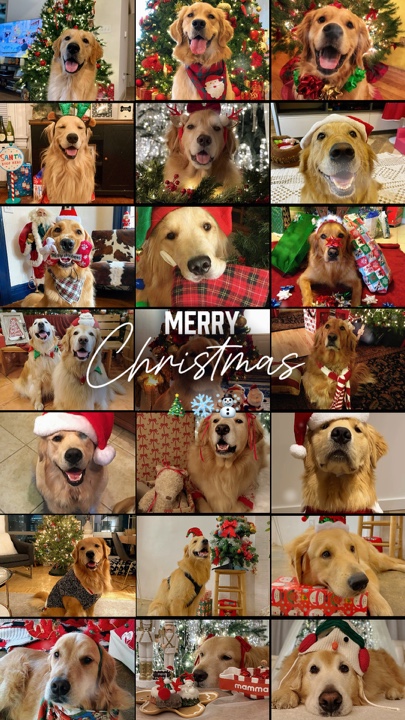 Navidad de mascotas