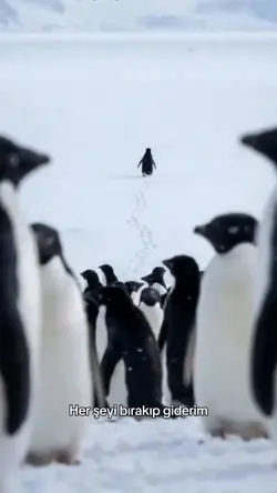 penguen editi