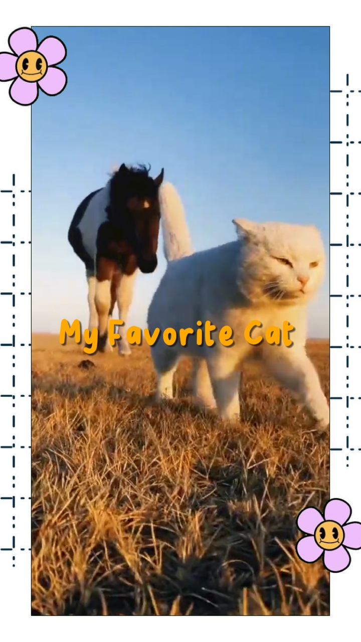 my favorite cat 