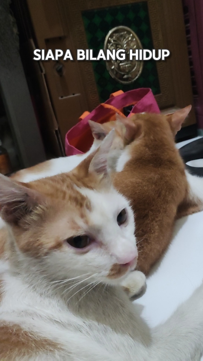 suara kucing lucu 