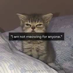 Not MEOWING