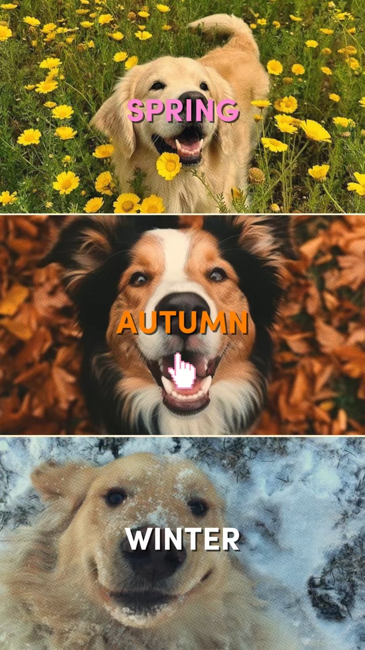 Outono - amante de cães