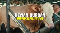 Sapi Siap Qurban