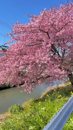 Cherry blossom 🌸🌸🌸