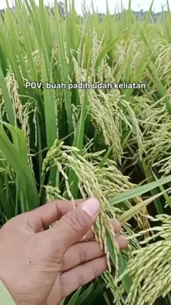 POV:BUAH PADIH