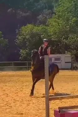 Horse slow mo