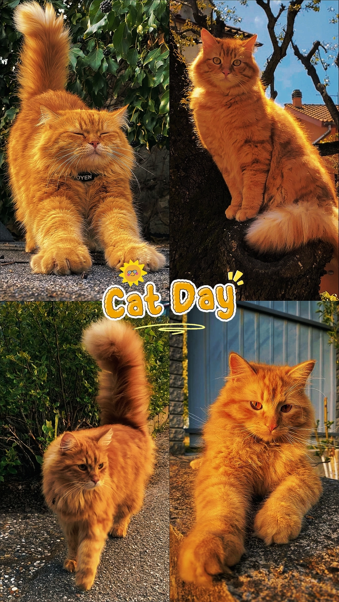 CAT DAY