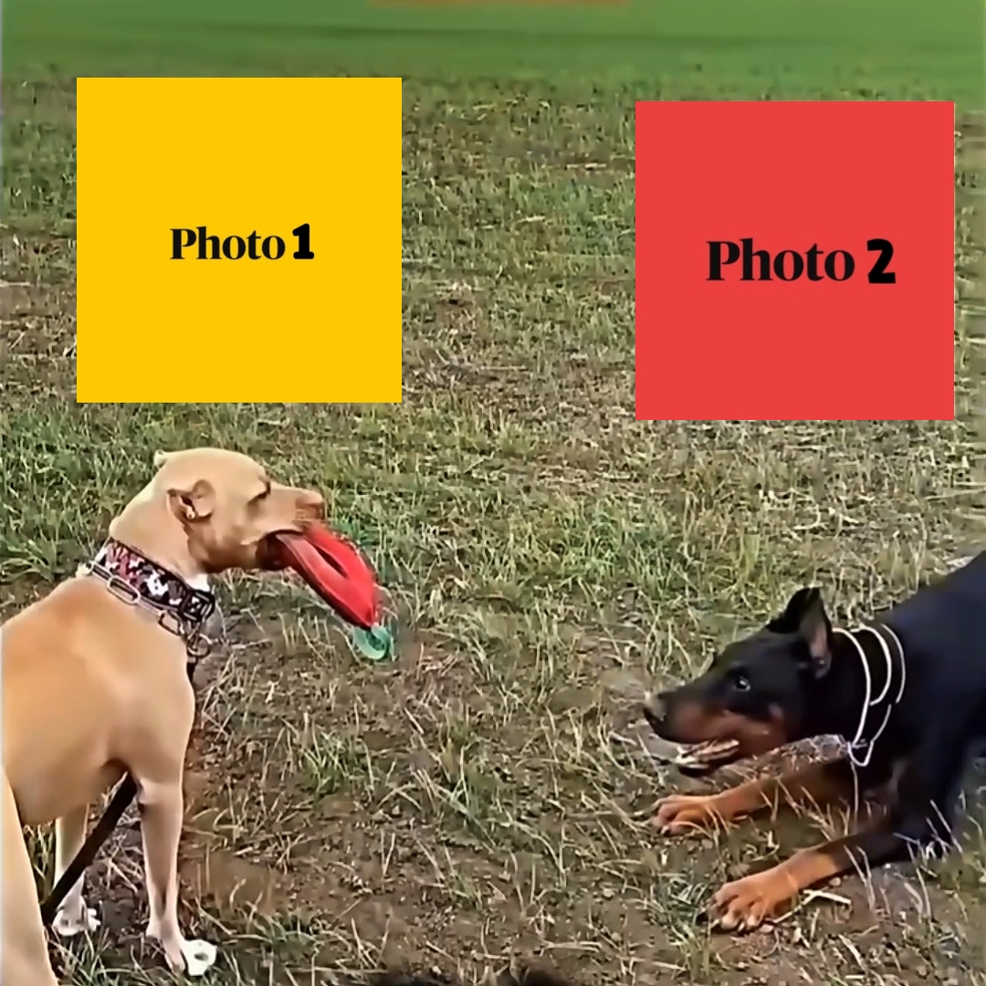 NEW VIRAL TEMPLATE
