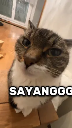 trend kucing Syng jj