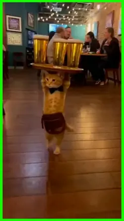 cat waiter 