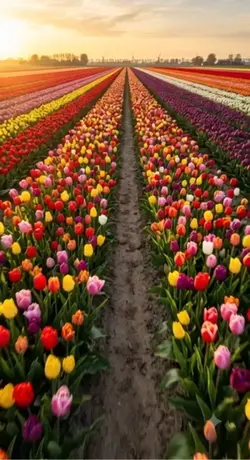 Tulip Symphony. 