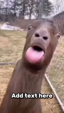 Goat Licking Meme