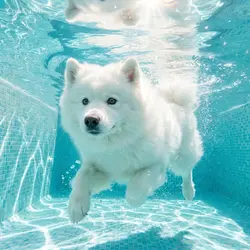 Cool Pool Playtime