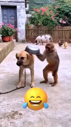 anjingnya pusing ini