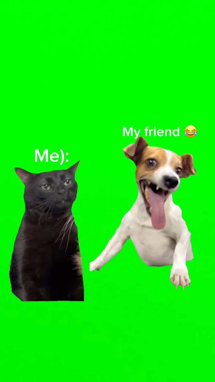 동 & 고양이 밈 그레