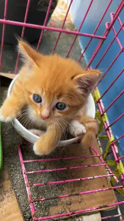 1 video lucu kucing