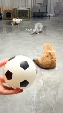 고양이의 축구