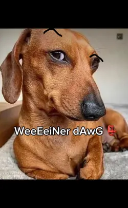 Weiner dog free temp