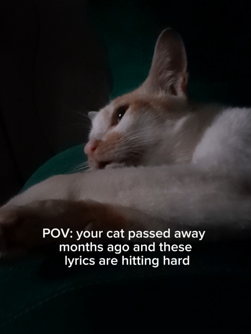 your cat passed away