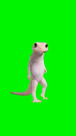 Dancing Gecko